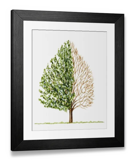 Framed Print : Illustration of green leaves and bare branches of conical shape tree Framed Print : Illustration of green leaves and bare branches of conical shape tree