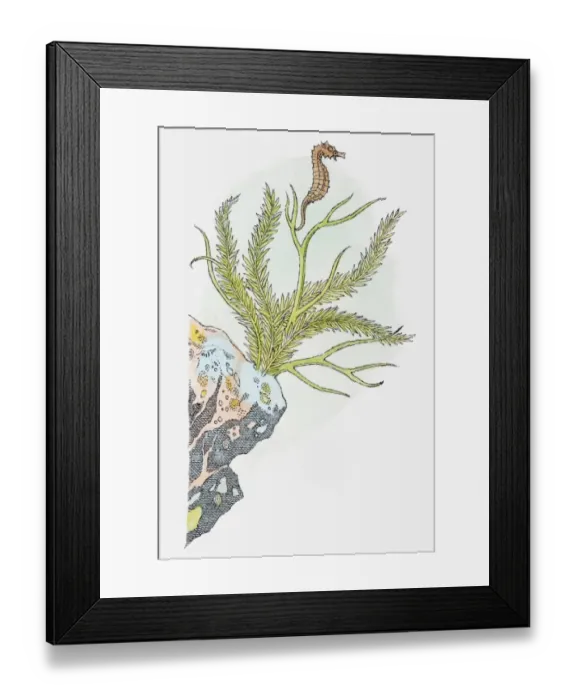 Framed Print : Illustration of Seahorse (Hippocampus) swimming near aquatic plant attached to rock Framed Print : Illustration of Seahorse (Hippocampus) swimming near aquatic plant attached to rock
