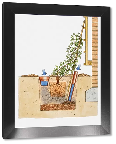 Illustration showing how to plant climbers by brick wall wall with plastic pipe and small plant pot to provide moisture and water to roots