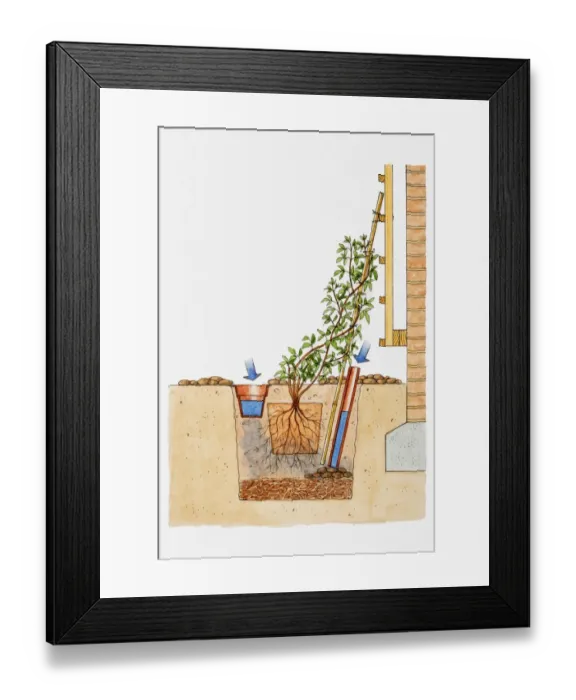 Framed Print : Illustration showing how to plant climbers by brick wall wall with plastic pipe and small plant pot to provide moisture and water to roots Framed Print : Illustration showing how to plant climbers by brick wall wall with plastic pipe and small plant pot to provide moisture and water to roots