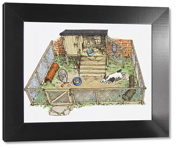 Illustration of pet rabbits in wire enclosure showing hutch