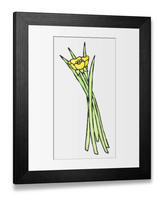 Framed Print : Illustration of yellow buttercup and blades of green grass Framed Print : Illustration of yellow buttercup and blades of green grass
