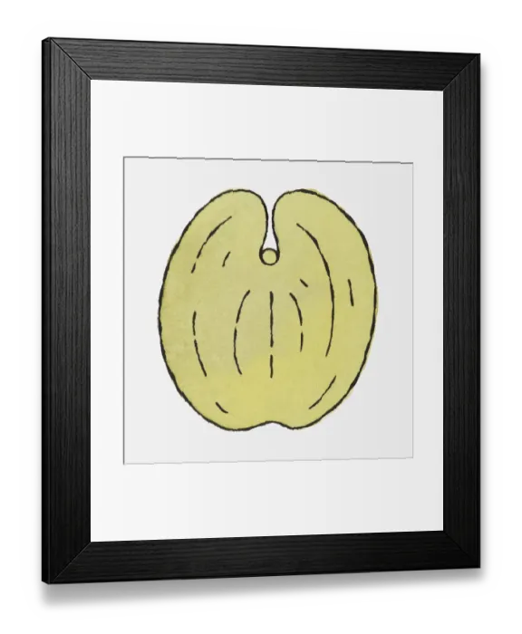 Framed Print : Illustration of Lodoicea maldivica (Coco de Mer) seed Framed Print : Illustration of Lodoicea maldivica (Coco de Mer) seed