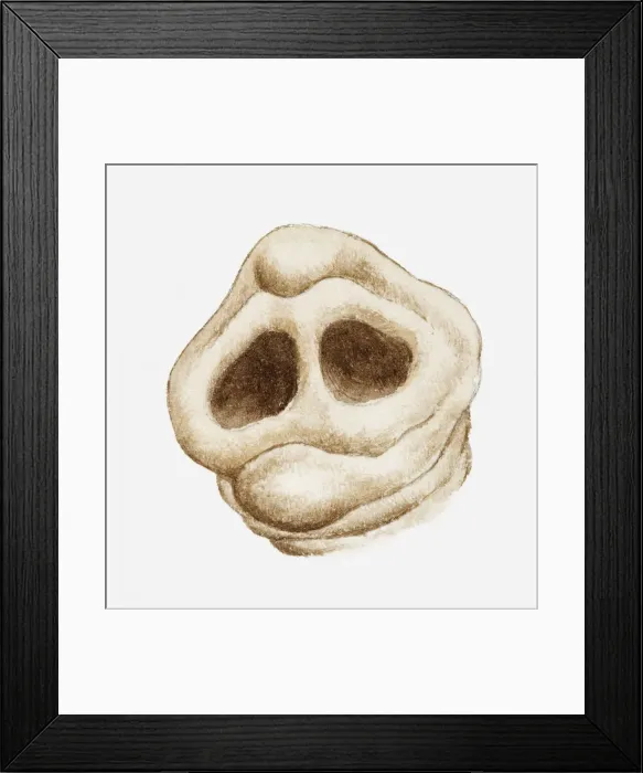 Framed Print : Illustration of Elephant trunk showing nostrils