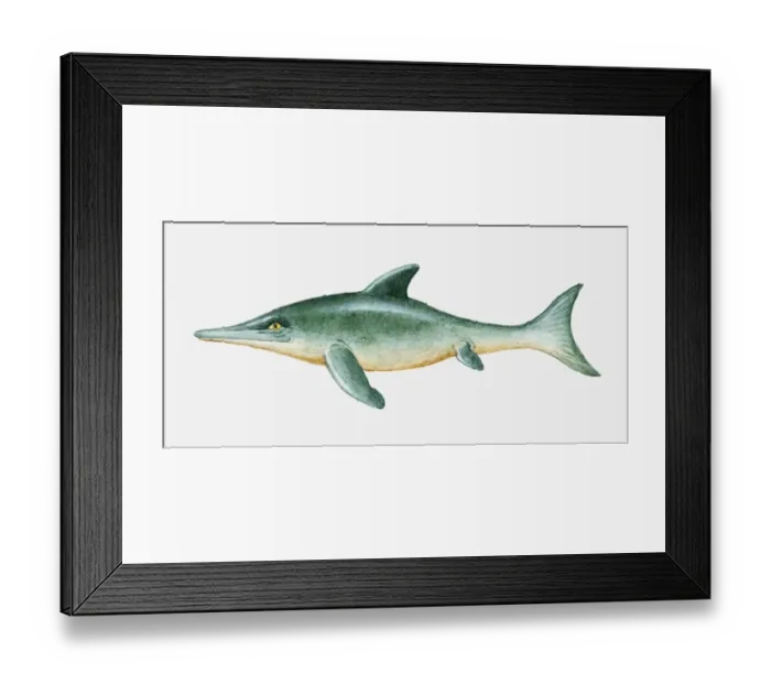 Framed Print : Illustration of prehistoric Ichthyosaur reptile Framed Print : Illustration of prehistoric Ichthyosaur reptile