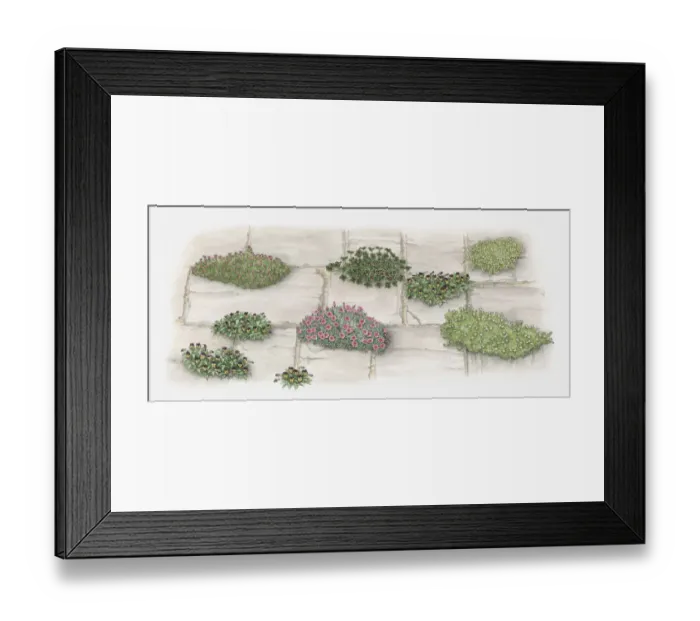 Framed Print : Illustration of plants and flowers growing in gaps of paving stones on garden path Framed Print : Illustration of plants and flowers growing in gaps of paving stones on garden path