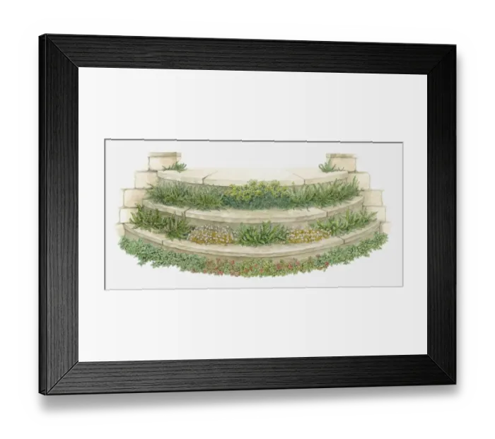 Framed Print : Illustration of plants and flowers growing on garden steps Framed Print : Illustration of plants and flowers growing on garden steps