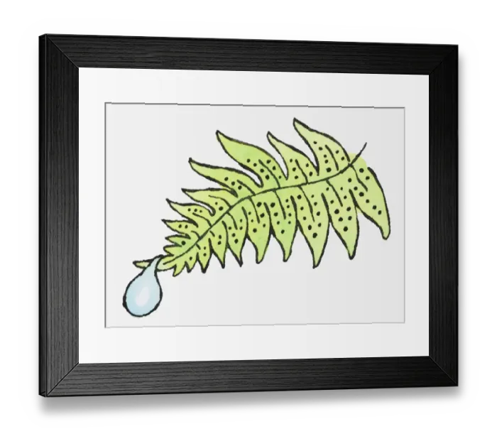 Framed Print : Illustration of droplet of water on the end of fern leaf Framed Print : Illustration of droplet of water on the end of fern leaf