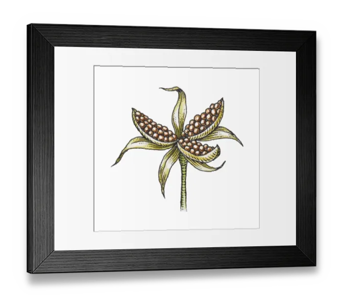 Framed Print : Illustration of Peony seed pod Framed Print : Illustration of Peony seed pod