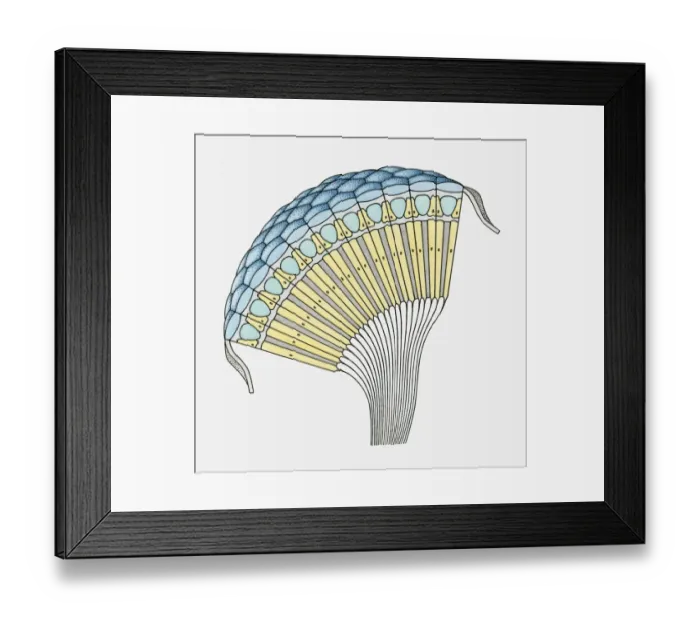 Framed Print : Cross section illustration through insect eye Framed Print : Cross section illustration through insect eye