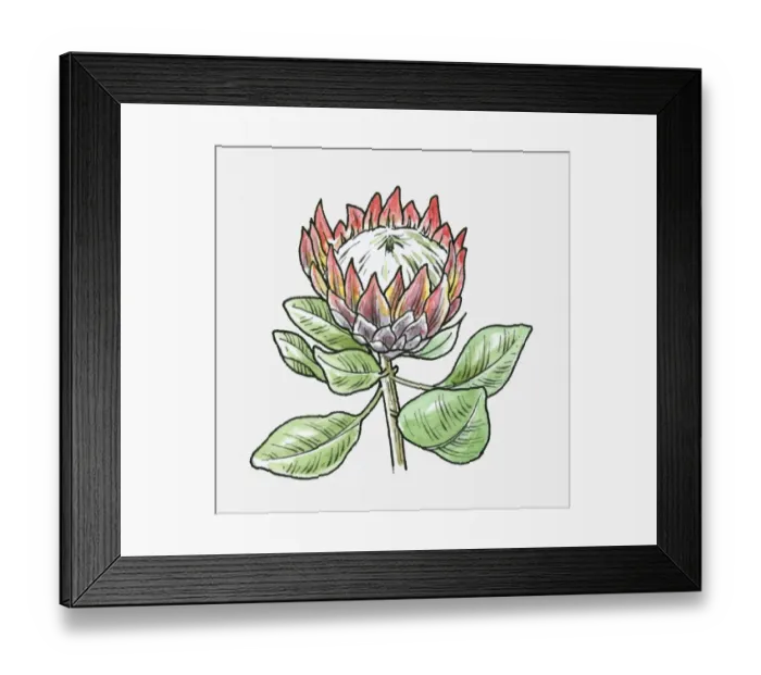 Framed Print : Illustration of King Protea (Protea cynaroides) with large flower head and green leaves Framed Print : Illustration of King Protea (Protea cynaroides) with large flower head and green leaves