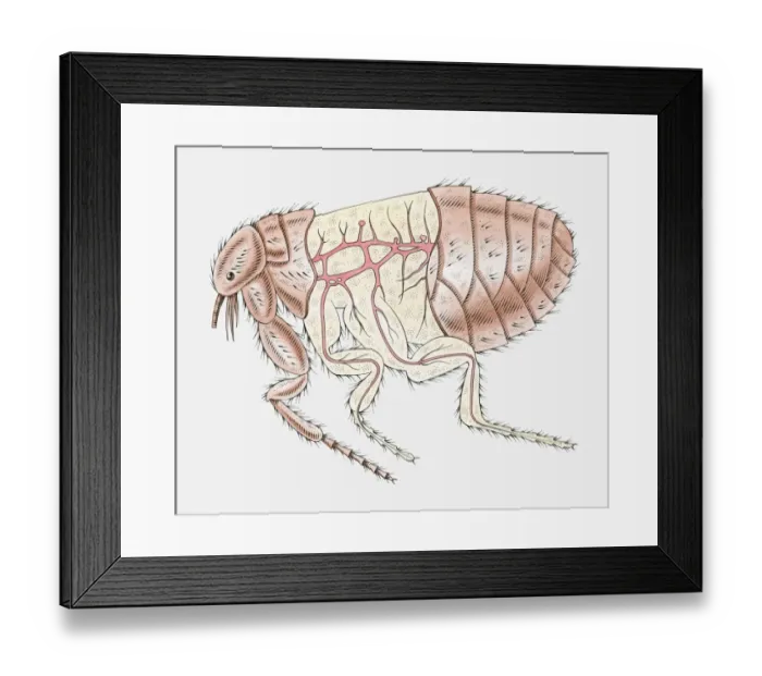Framed Print : Illustration of Cat Flea (Ctenocephalides felis) with cross section showing main arteries Framed Print : Illustration of Cat Flea (Ctenocephalides felis) with cross section showing main arteries