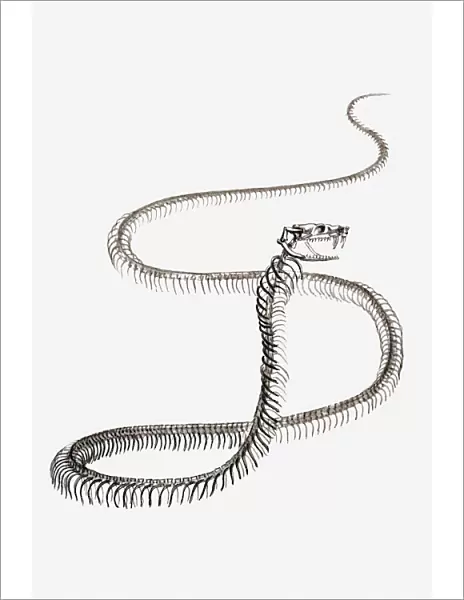 Black and white illustration of a snakes skeleton