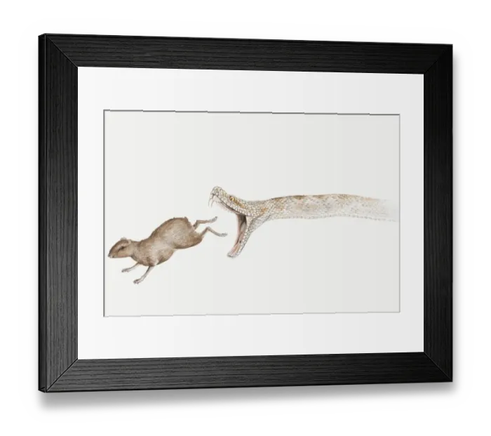 Framed Print : Illustration of a snake chasing a rodent, side view Framed Print : Illustration of a snake chasing a rodent, side view
