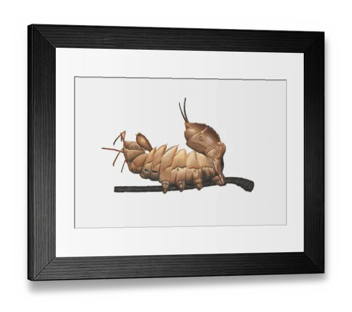 Framed Print : Illustration of Lobster Moth (Stauropus fagi) caterpillar on stem Framed Print : Illustration of Lobster Moth (Stauropus fagi) caterpillar on stem