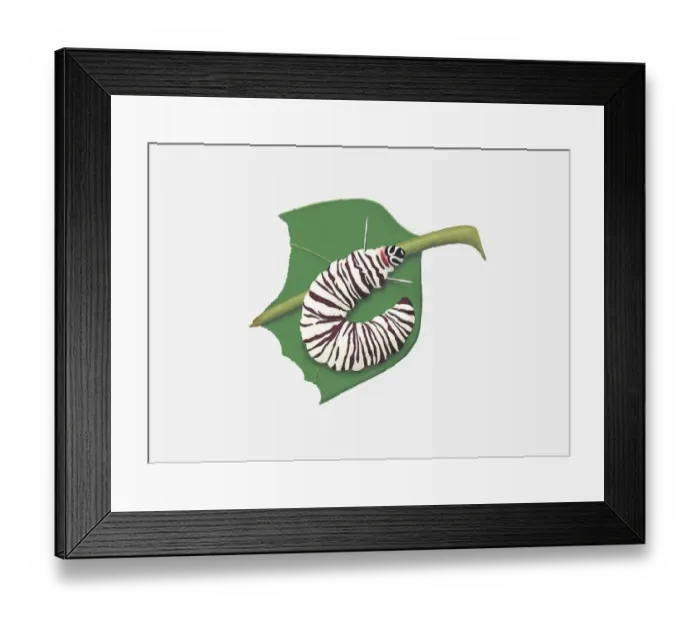 Framed Print : Illustration of Mechanical Mimic (Melinaea lilis) caterpillar on leaf Framed Print : Illustration of Mechanical Mimic (Melinaea lilis) caterpillar on leaf