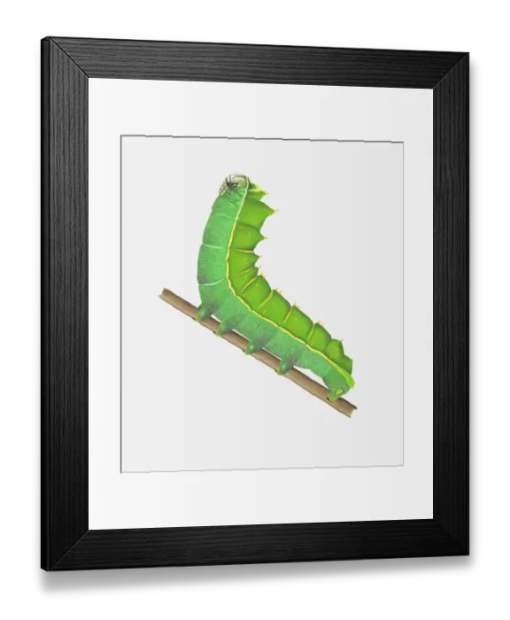 Framed Print : Illustration of Orizaba Silkmoth (Rothschildia orizaba) caterpillar on stem Framed Print : Illustration of Orizaba Silkmoth (Rothschildia orizaba) caterpillar on stem