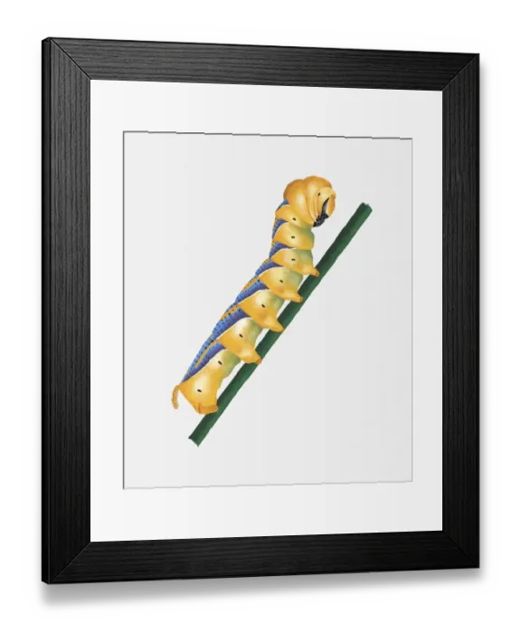 Framed Print : Illustration of Deaths Head Hawk-Moth (Acherontia Atropos) caterpillar on stem Framed Print : Illustration of Deaths Head Hawk-Moth (Acherontia Atropos) caterpillar on stem