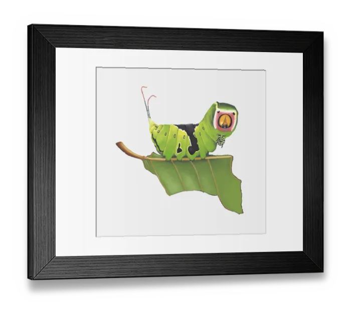 Framed Print : Illustration of Puss Moth (Cerura vinula) caterpillar on stem Framed Print : Illustration of Puss Moth (Cerura vinula) caterpillar on stem