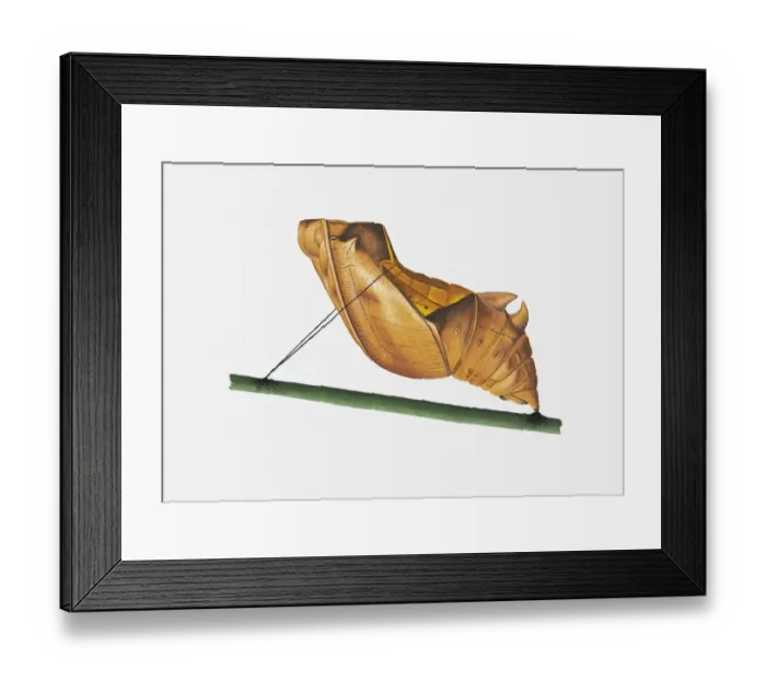 Framed Print : Illustration of Rajah Brookes Birdwing (Troides Brookiana) pupa on stem Framed Print : Illustration of Rajah Brookes Birdwing (Troides Brookiana) pupa on stem