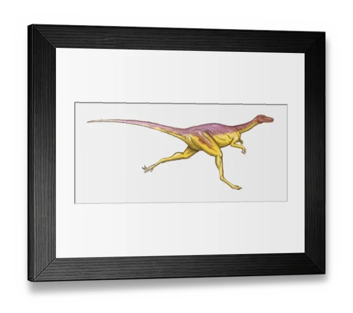 Framed Print : Illustration of Coelophysis dinosaur running, side view