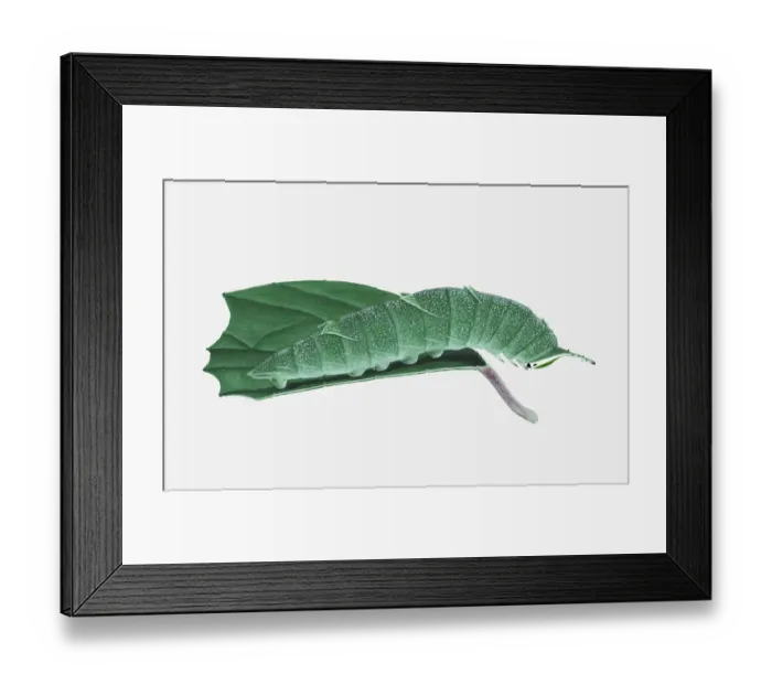 Framed Print : Illustration of Japanese Emperor (Sasakia charonda) caterpillar on leaf Framed Print : Illustration of Japanese Emperor (Sasakia charonda) caterpillar on leaf