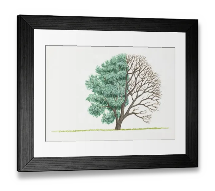 Framed Print : Illustration of green leaves and bare branches of Salix alba (White Willow) Framed Print : Illustration of green leaves and bare branches of Salix alba (White Willow)