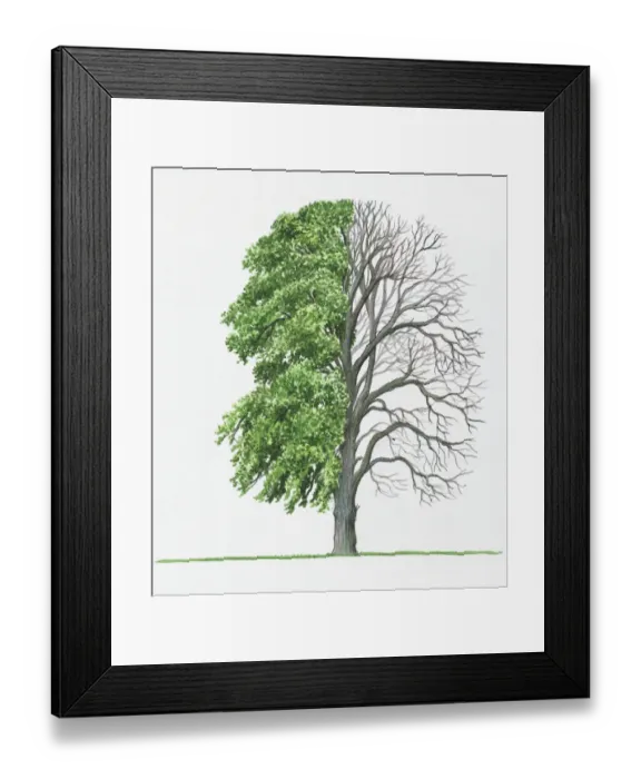Framed Print : Illustration of green leaves and bare branches of Tilia cordata (Small-leaved Lime) Framed Print : Illustration of green leaves and bare branches of Tilia cordata (Small-leaved Lime)