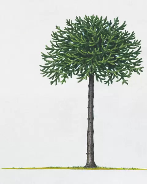 Illustration of Araucaria araucana (Monkey Puzzle) tree