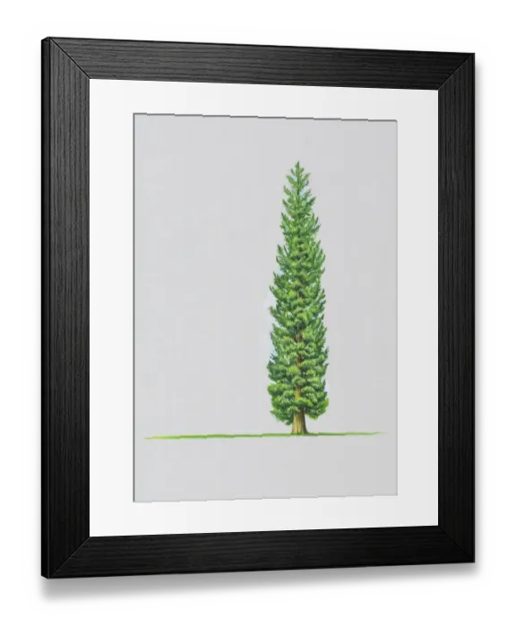 Framed Print : Illustration of Chamaecyparis thyoides (White Cypress) tree Framed Print : Illustration of Chamaecyparis thyoides (White Cypress) tree