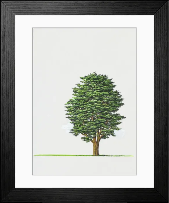 Framed Print : Illustration of Cupressus macrocarpa (Monterey Cypress) tree Framed Print : Illustration of Cupressus macrocarpa (Monterey Cypress) tree
