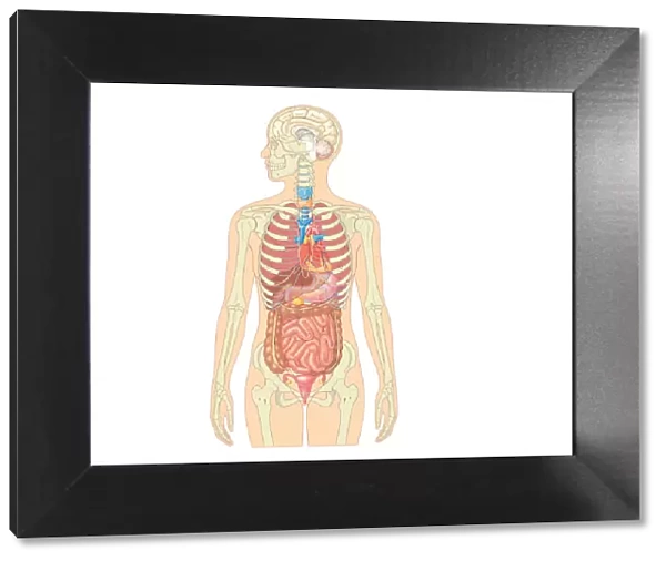 Illustration of female human body showing skeleton, brain, heart, lungs, digestive system, and uterus