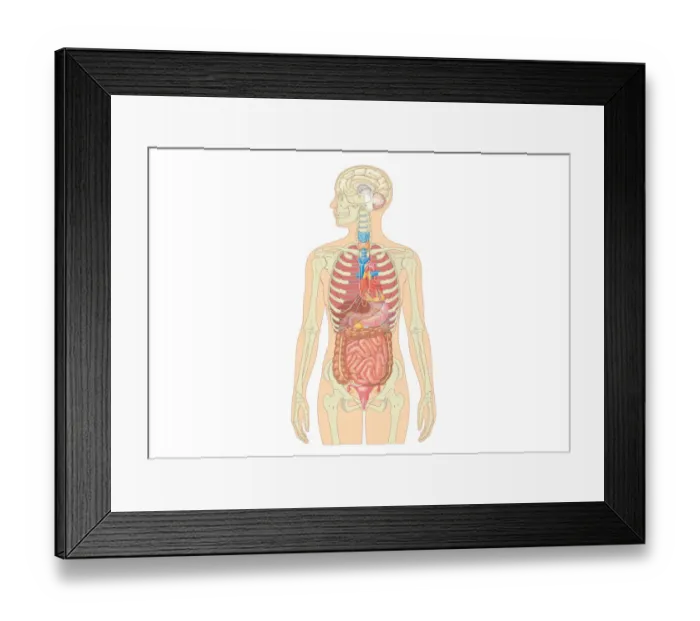 Framed Print : Illustration of female human body showing skeleton, brain, heart, lungs, digestive system, and uterus Framed Print : Illustration of female human body showing skeleton, brain, heart, lungs, digestive system, and uterus