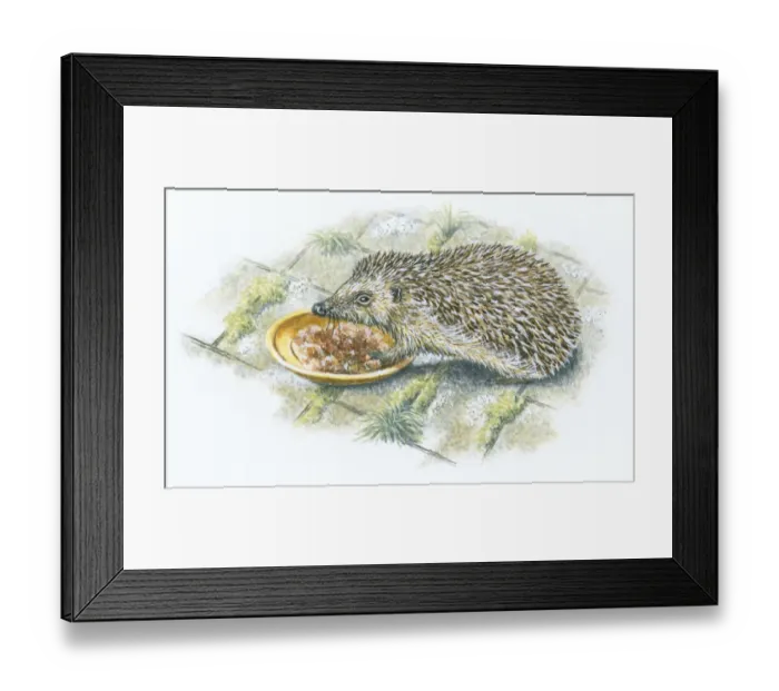 Framed Print : Illustration of hedgehog feeding from saucer on patio Framed Print : Illustration of hedgehog feeding from saucer on patio
