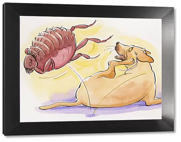Cartoon of dog scratching as flea jumps off its back
