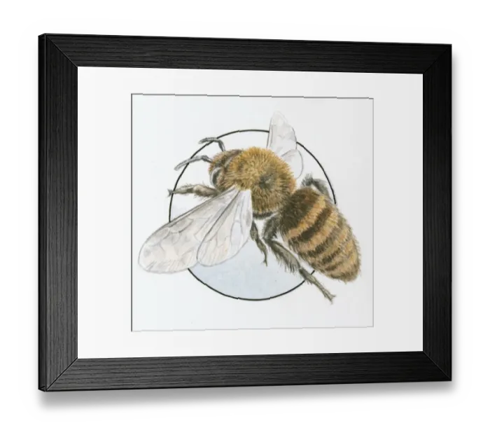 Framed Print : Illustration of European Honey Bee (Apis mellifera) edge of glass Framed Print : Illustration of European Honey Bee (Apis mellifera) edge of glass
