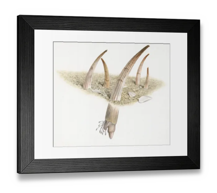 Framed Print : Cross section illustration of tusk shells partly buried in sand Framed Print : Cross section illustration of tusk shells partly buried in sand