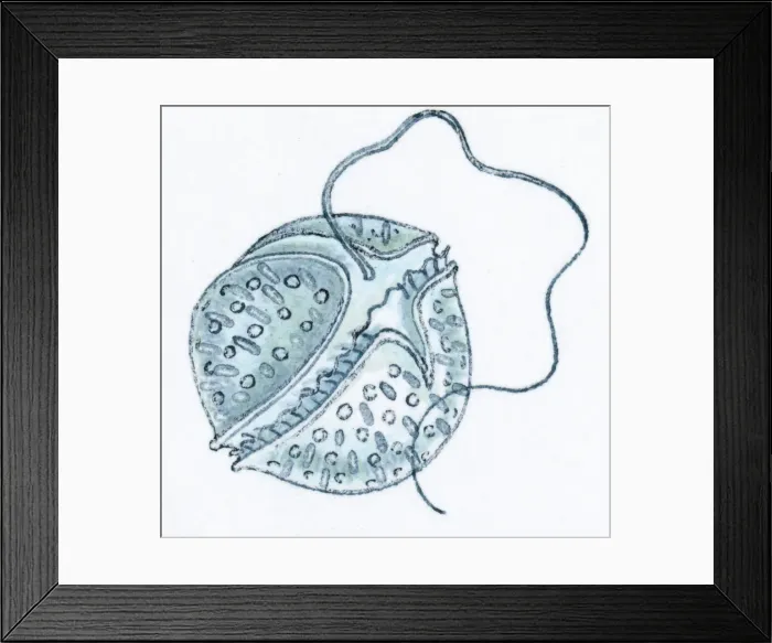 Framed Print : Illustration of microscopic poisonous plankton Framed Print : Illustration of microscopic poisonous plankton