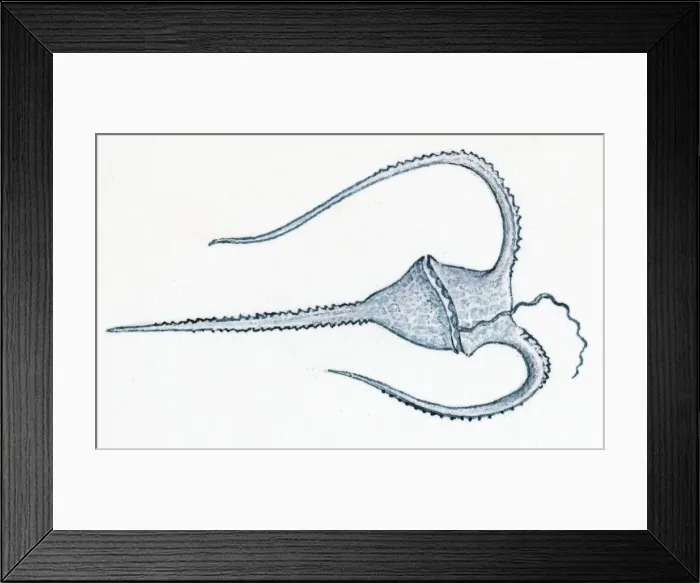 Framed Print : Illustration of microscopic plankton with horns to stop it sinking Framed Print : Illustration of microscopic plankton with horns to stop it sinking