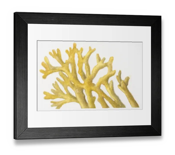 Framed Print : Illustration of yellow coral