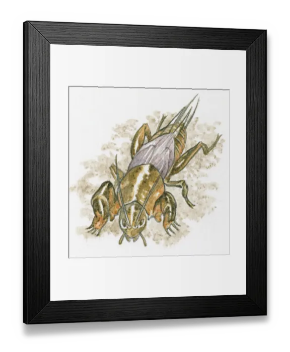 Framed Print : Illustration of European Mole Cricket (Gryllotalpa gryllotalpa) standing on ground Framed Print : Illustration of European Mole Cricket (Gryllotalpa gryllotalpa) standing on ground