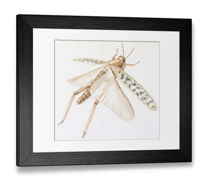 Framed Print : Illustration of Red Locust (Nomadracis septemfasciata) with spread wings Framed Print : Illustration of Red Locust (Nomadracis septemfasciata) with spread wings
