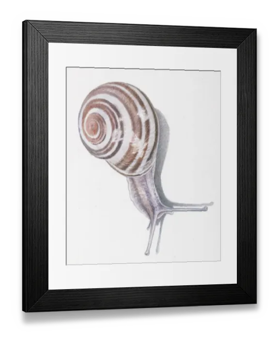 Framed Print : Illustration of White-Lipped snail (Cepaea hortensis) Framed Print : Illustration of White-Lipped snail (Cepaea hortensis)