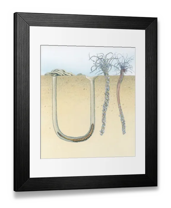 Framed Print : Cross section illustration of Lugworm in u-shaped burrow with waste at entrance, and Sand Mason showing discarded tube of shells and sand Framed Print : Cross section illustration of Lugworm in u-shaped burrow with waste at entrance, and Sand Mason showing discarded tube of shells and sand