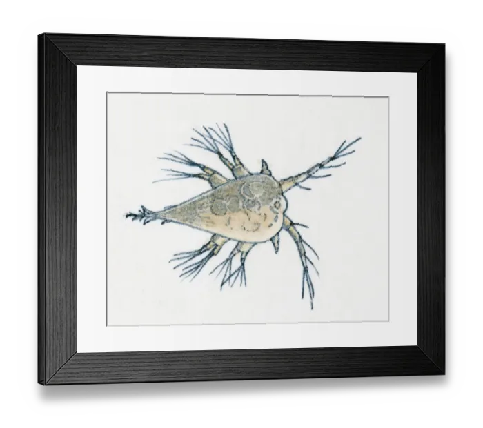 Framed Print : Illustration of young Rock Barnacle (Semibalanus balanoides) Framed Print : Illustration of young Rock Barnacle (Semibalanus balanoides)