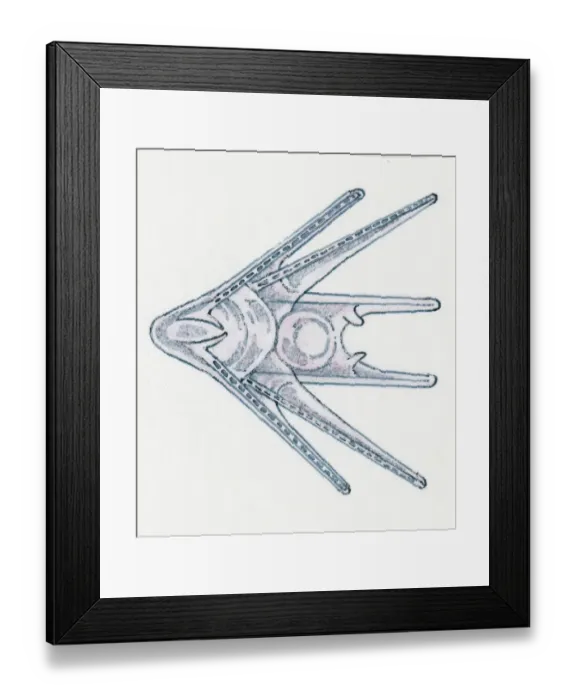 Framed Print : Illustration of young Sea Urchin (Echinoidea) Framed Print : Illustration of young Sea Urchin (Echinoidea)