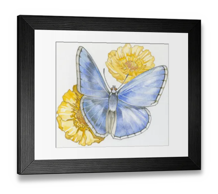 Framed Print : Illustration of Karner Blue ( Lycaeides melissa samuelis) butterfly on yellow flowers