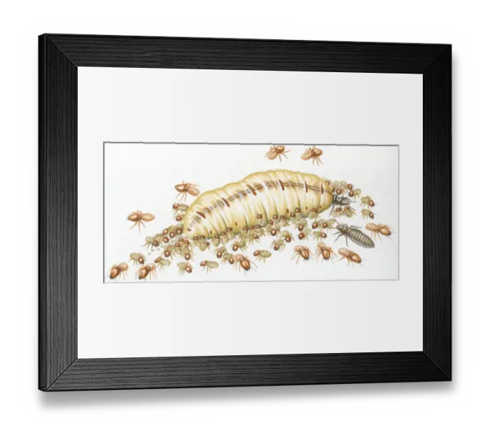 Framed Print : Illustration of Queen, King, worker and soldier termites