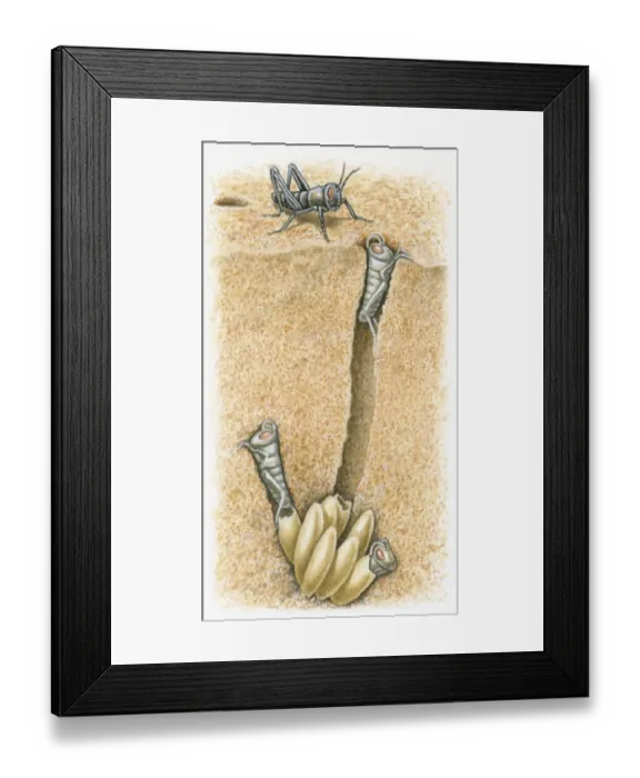 Framed Print : Cross section illustration of female locust with nymphs digging their way out of burrow Framed Print : Cross section illustration of female locust with nymphs digging their way out of burrow