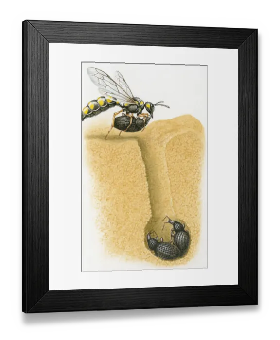 Framed Print : Cross section illustration of wasp carrying weevil into burrow